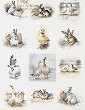   ITD Collection -  - A3 - 